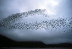 photo of A flock of auklets exhibiting swarm behaviour is an the shape of an s